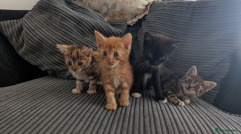 Mixed Breed cats Kitten  - Advert 6