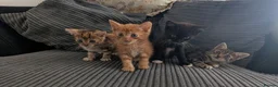 Mixed Breed cats for sale: Kitten  - Advert 1
