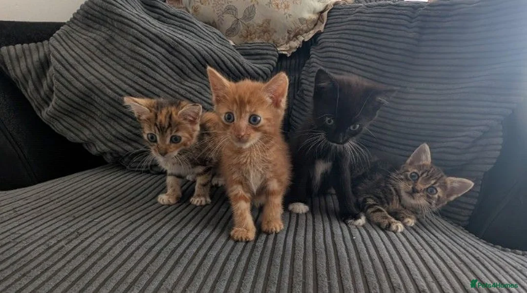 Mixed Breed cats for sale: Kitten  - Advert 1
