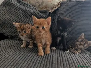 Mixed Breed cats Kitten - Advert 6