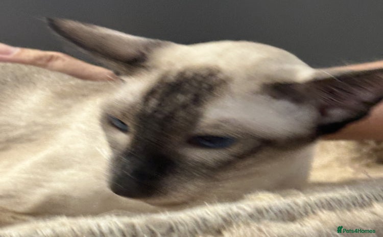 Siamese cats - Advert 3