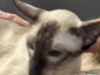 Siamese cats - Advert 29