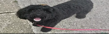Cavapoo Puppy 1