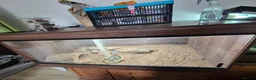 Bearded Dragon reptiles for sale: Bearded dragon and viv set up in Hull - Advert 7