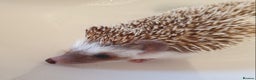 Pygmy Hedgehog rodents for sale: African pygmy hedgehogs - Advert 11