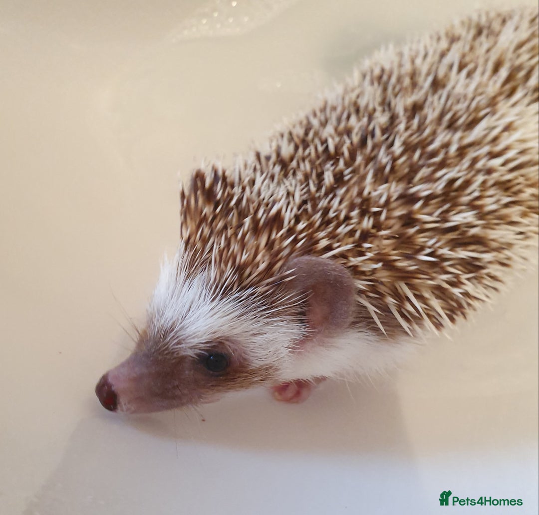 Pygmy Hedgehog rodents for sale: African pygmy hedgehogs - Advert 11