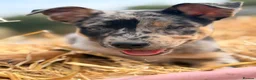 Mixed Breed dogs for sale: 3 x KELPIE X PUPS - BITCHES - Advert 13