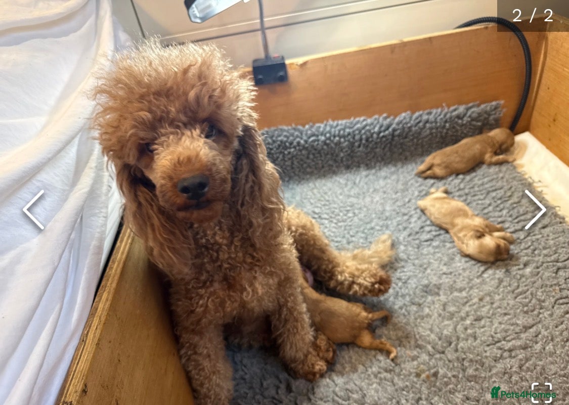 Cavapoo dogs F1 miniature cavapoo puppies - Advert 5