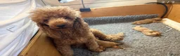 Cavapoo dogs for sale: F1 miniature cavapoo puppies - Advert 1