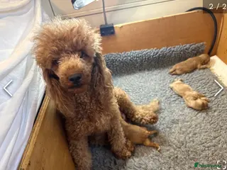 Cavapoo dogs F1 miniature cavapoo puppies - Advert 12