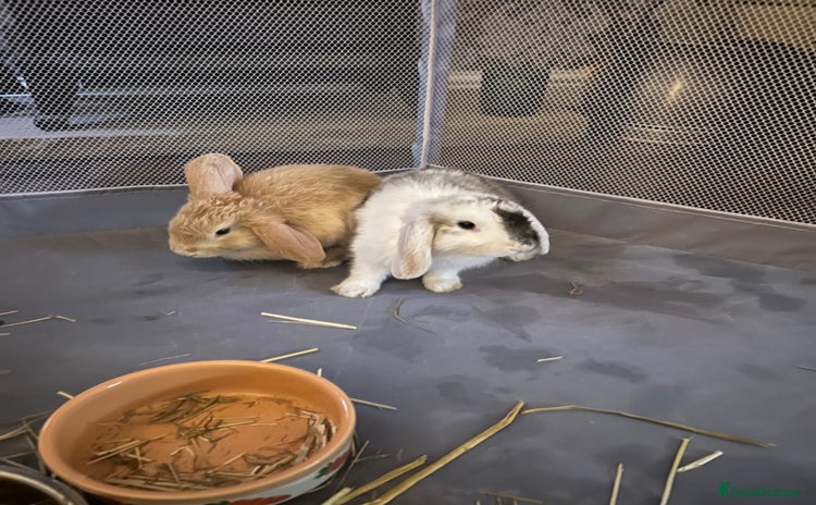 English Lop rabbits - Advert 1