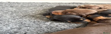 Miniature Dachshund 5