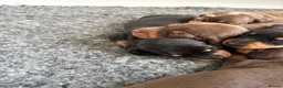 Miniature Dachshund dogs for sale: Stunning KC registered miniature daschund puppies - Advert 3