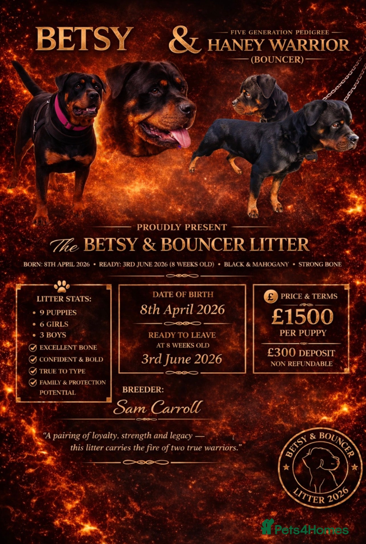Rottweiler dogs Stunning Rottweiler Pups - Healthy, Strong, Chunky - Advert 1
