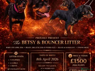 Rottweiler dogs Stunning Rottweiler Pups - Healthy, Strong, Chunky - Advert 1