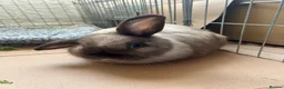 Mixed Breed rabbits for sale: Mixed breed baby rabbits in Hyde - Advert 6