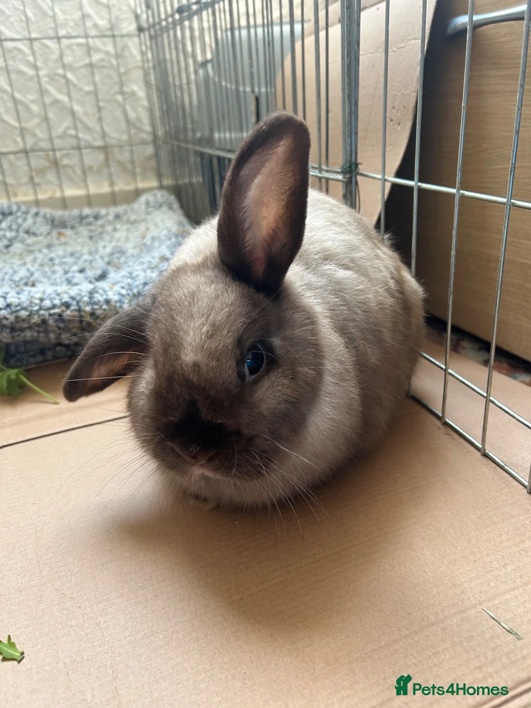 Mixed Breed rabbits for sale: Mixed breed baby rabbits in Hyde - Advert 6