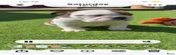 English Bulldog dogs for sale: 9 weeks old english bulldog girl puppy - Advert 10