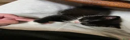 Mixed Breed cats for sale: 3 girl kitties available  in Smethwick - Advert 15