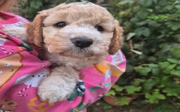 Cockapoo dogs for sale: Beautiful Cockapoo Puppies - Image 5