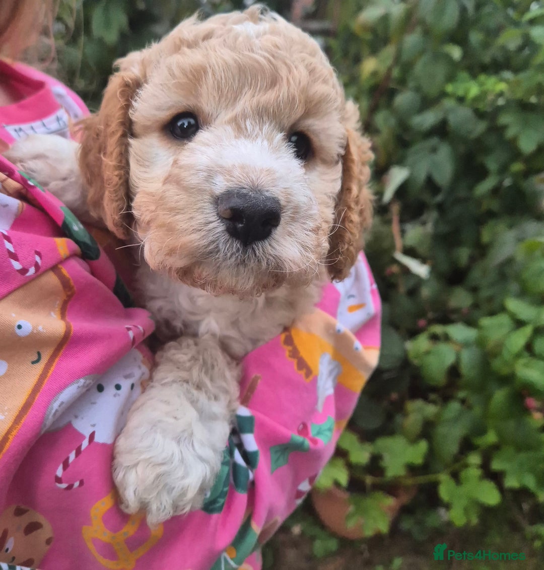 Cockapoo dogs for sale: Beautiful Cockapoo Puppies - Image 5