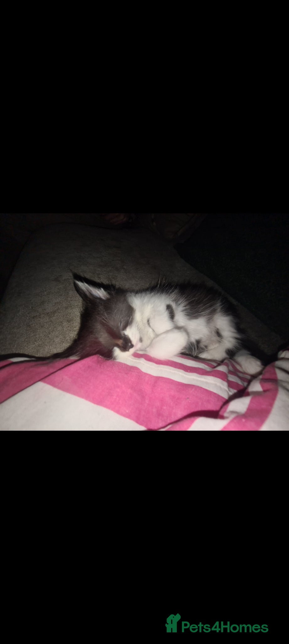 Mixed Breed cats for sale: Fabulous trio  - Advert 8