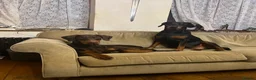 Dobermann dogs for stud: Doberman Stud – Brown (Red) Male – Kent in Canterbury - Advert 6