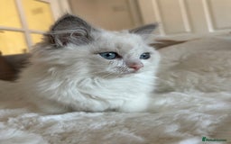 Ragdoll cats for sale: 💙🩷GCCF RAGDOLL KITTENS M&F 9WKS NEUT & SPAYED 🥇 - Image 38