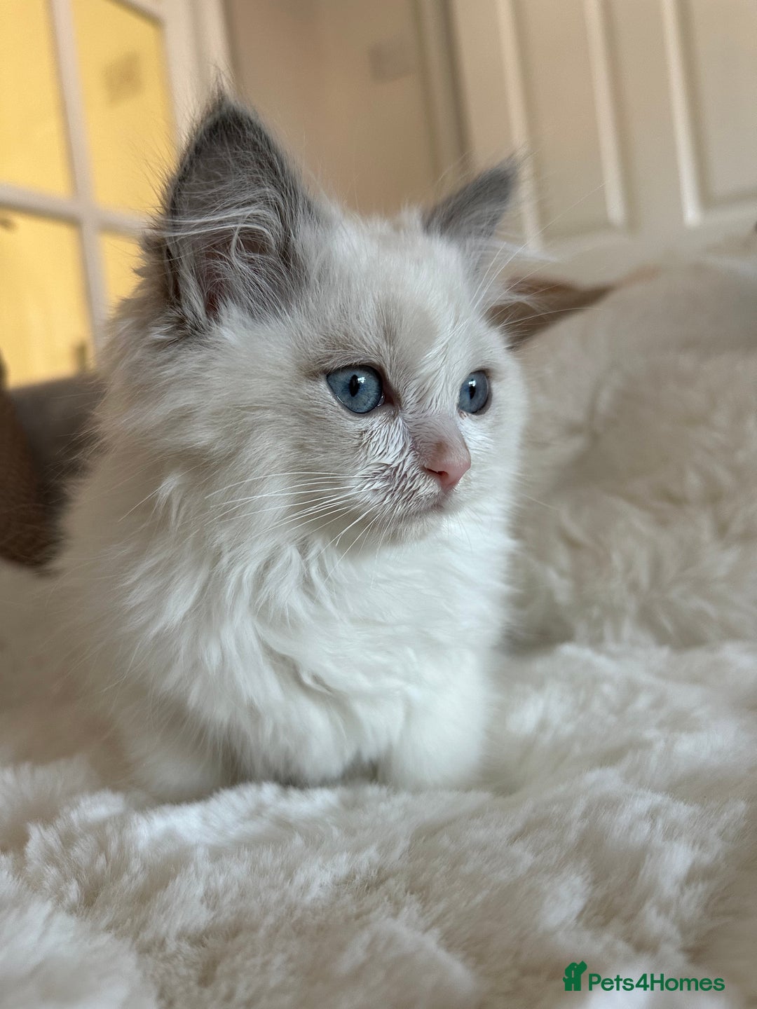 Ragdoll cats for sale: 💙🩷GCCF RAGDOLL KITTENS M&F 9WKS NEUT & SPAYED 🥇 - Image 38