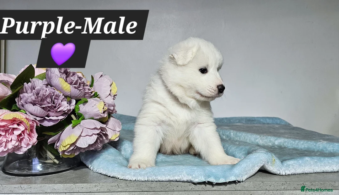 Samoyed dogs for sale: ‼️KC Registered Puppies!!!‼️ - Advert 2