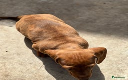 Dachshund dogs for sale: Dachshund puppy’s one boy and four girls  - Image 13