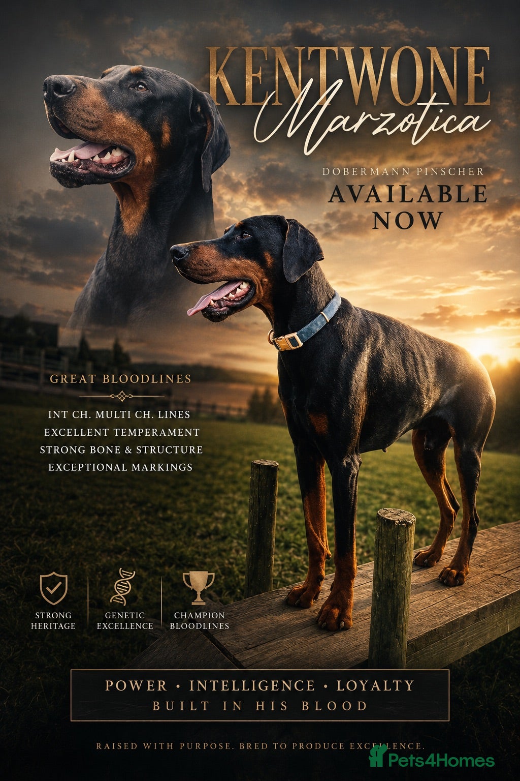 Dobermann dogs Doberman stud for sale  - Advert 9