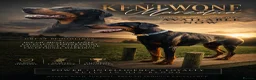 Dobermann dogs for sale: Doberman stud for sale  - Advert 1
