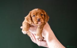 Cocker Spaniel dogs for sale: KC Reg Working Cocker Spaniels (Golden) - Image 12