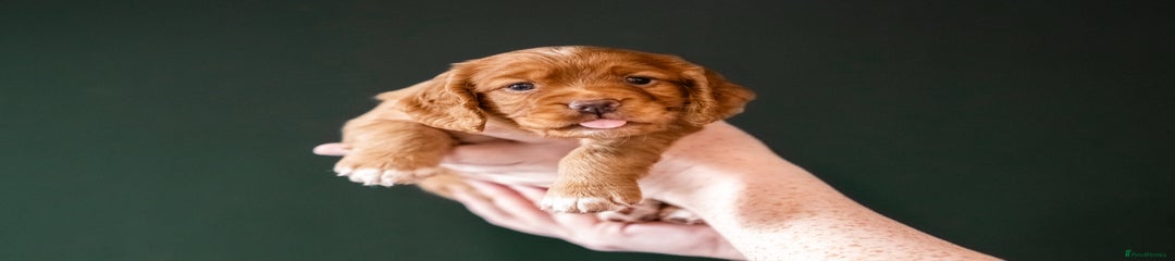 Cocker Spaniel Puppy 2