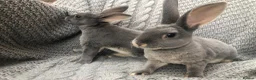 Rex rabbits for sale: Beautiful velvet mini Rex & Rex rabbits - Advert 12