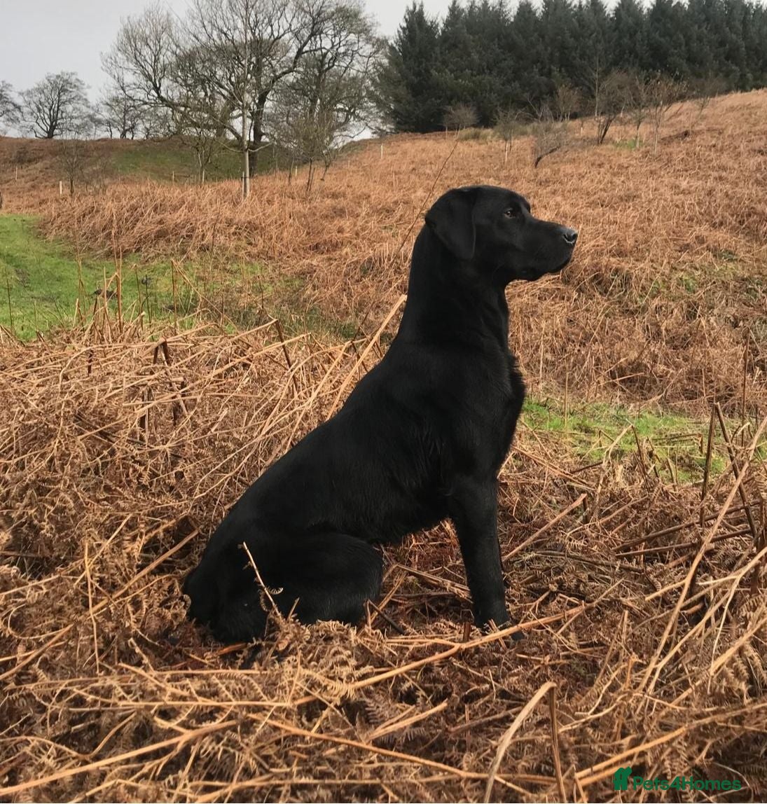 Labrador Retriever dogs Quality FTCH Sired Pup - Advert 2