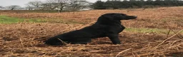 Labrador Retriever dogs for sale: Quality FTCH Sired Pup in Rotherham - Advert 2