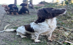 English Springer Spaniel dogs for sale: KC Working Springer Spaniel Puppies - Image 18