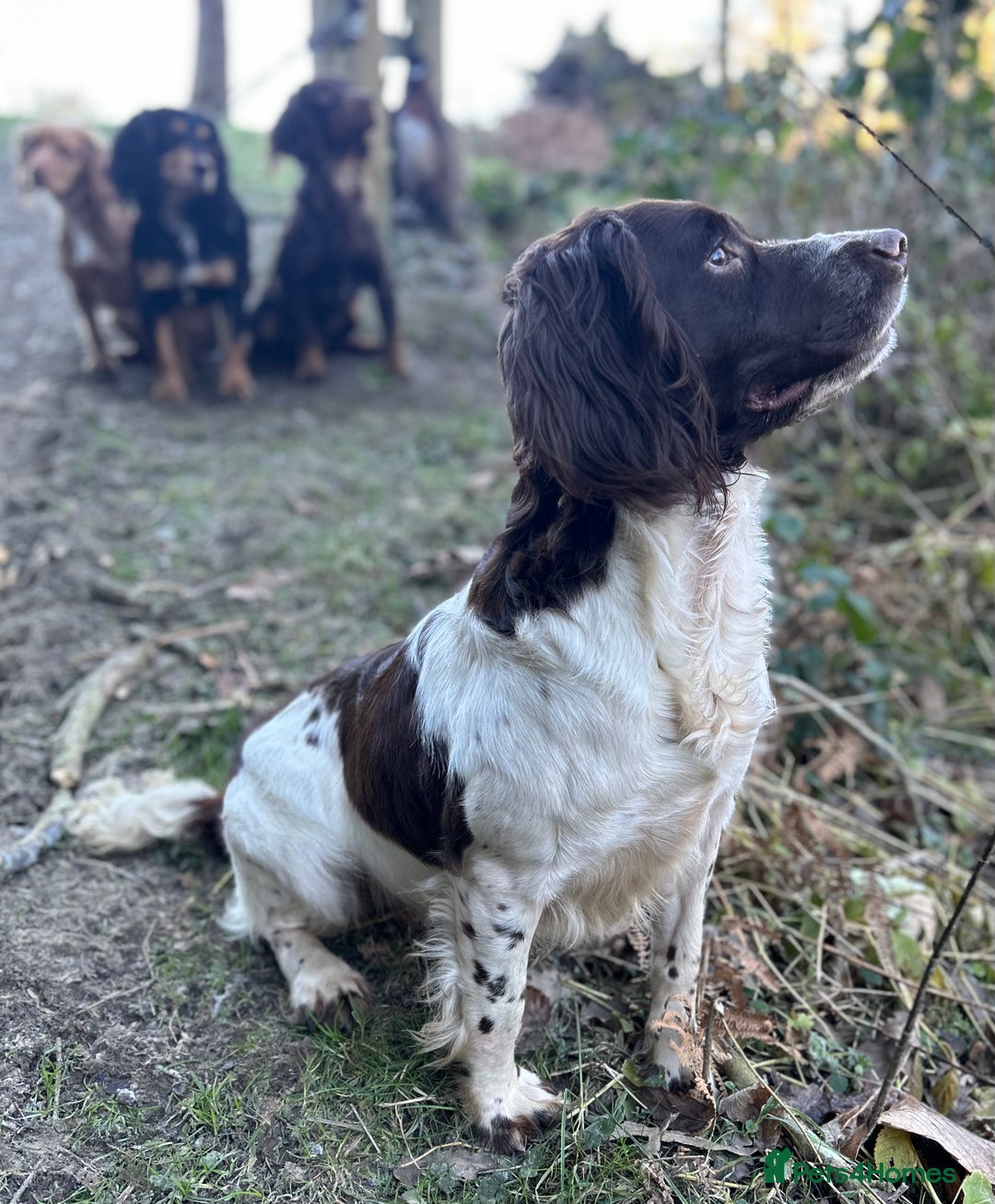 English Springer Spaniel dogs for sale: KC Working Springer Spaniel Puppies - Image 18