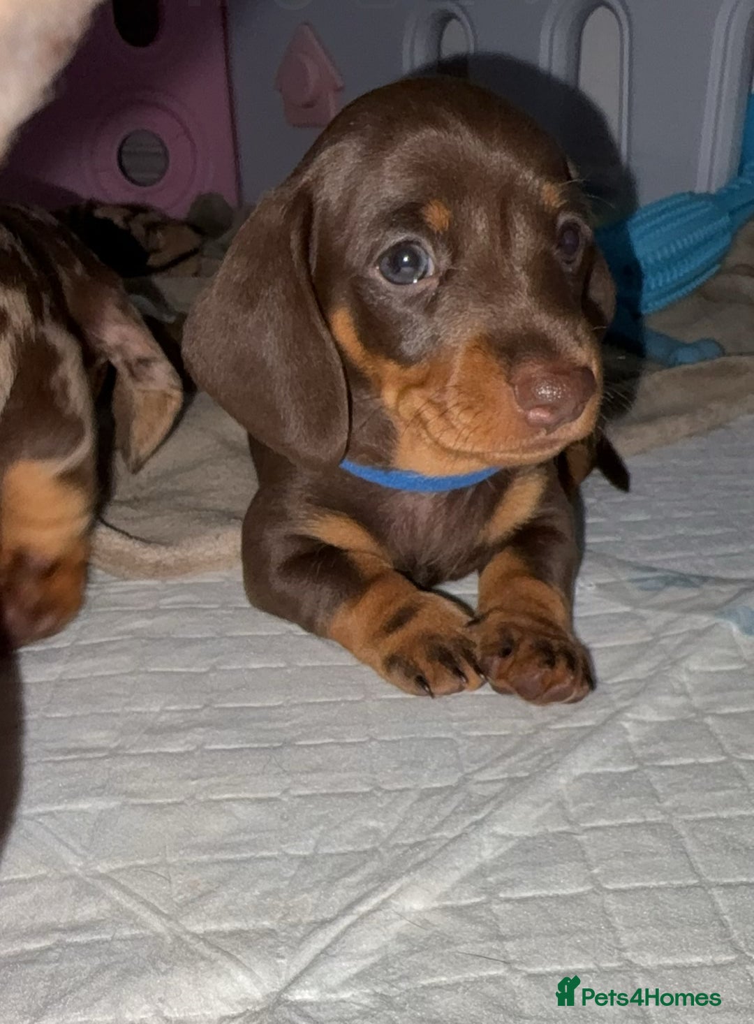 Miniature Dachshund dogs for sale: Miniature dachshund boy - Image 6