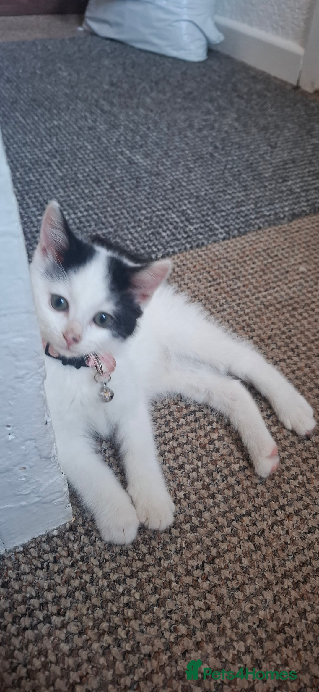 Mixed Breed cats for sale: Cute Furry Friends Ready to find new home. - Image 27