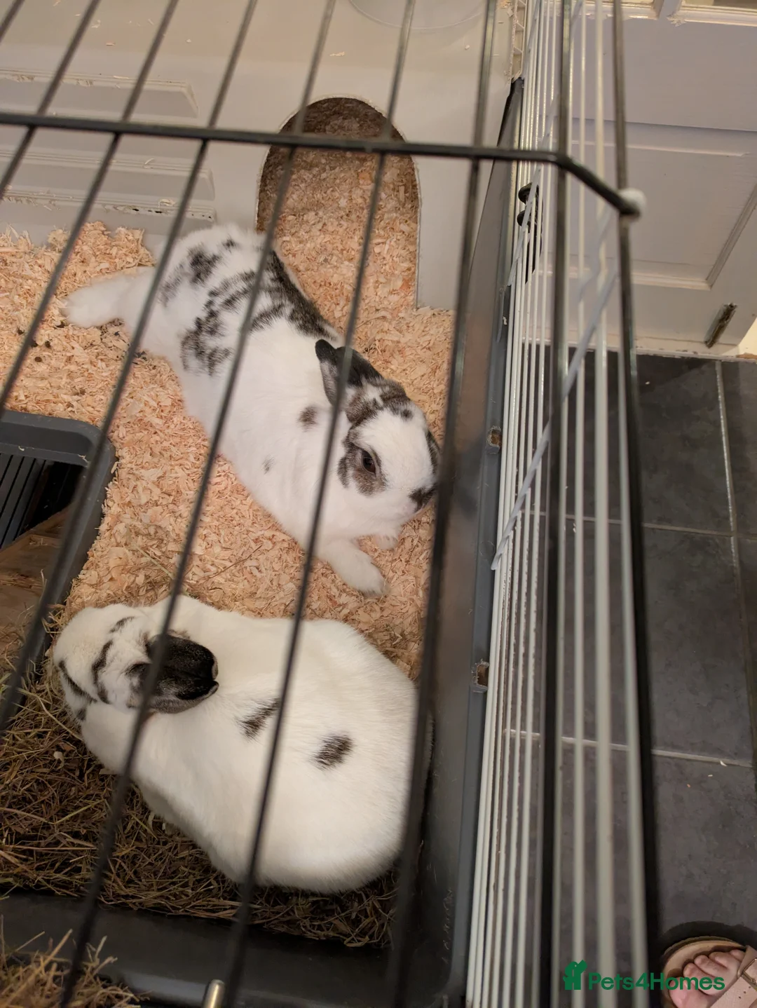 Netherland Dwarf rabbits for sale: Netherland dwarf rabbits  - Advert 2