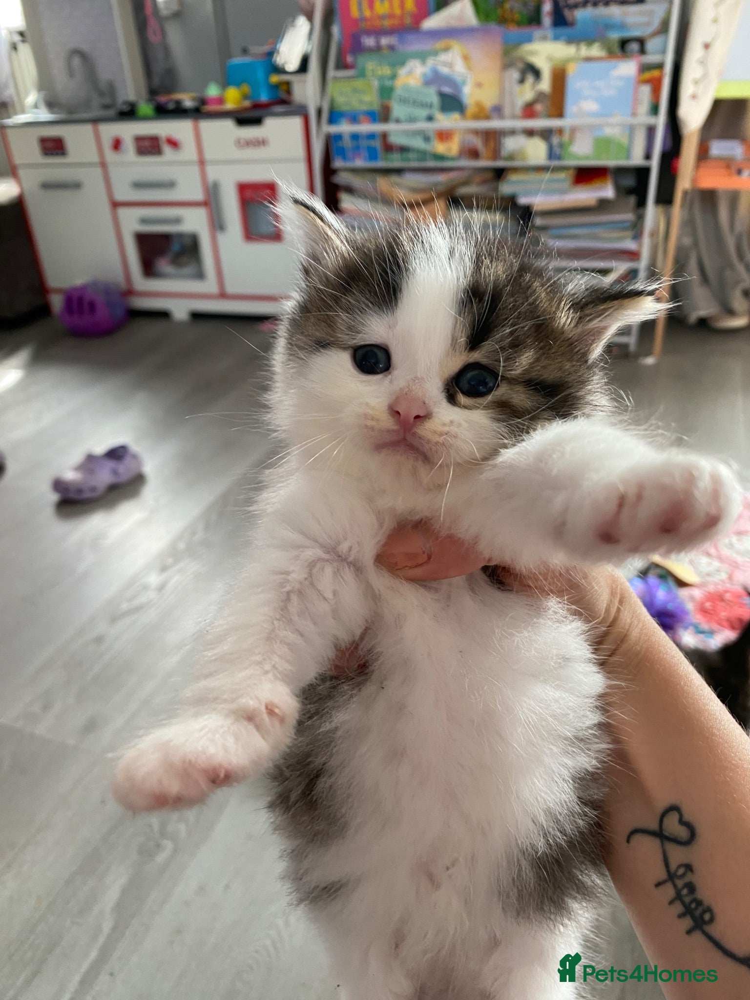 Mixed Breed cats Beautiful kittens  - Advert 20