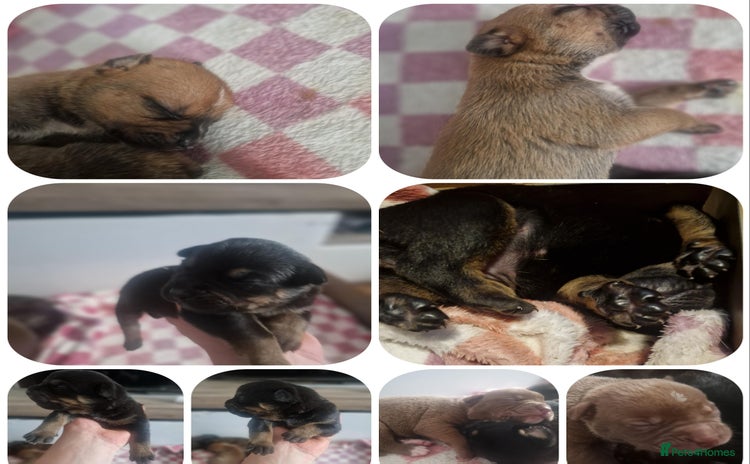 Mixed Breed dogs - Advert 1