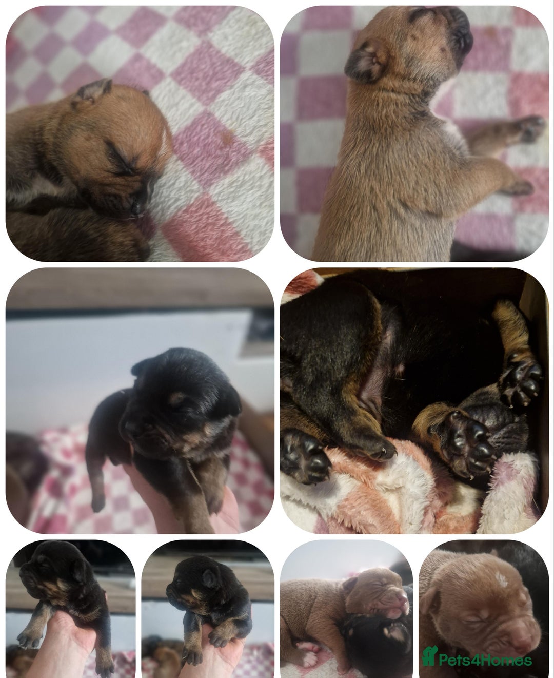 Mixed Breed dogs for sale: Bull-shepards  - Image 1