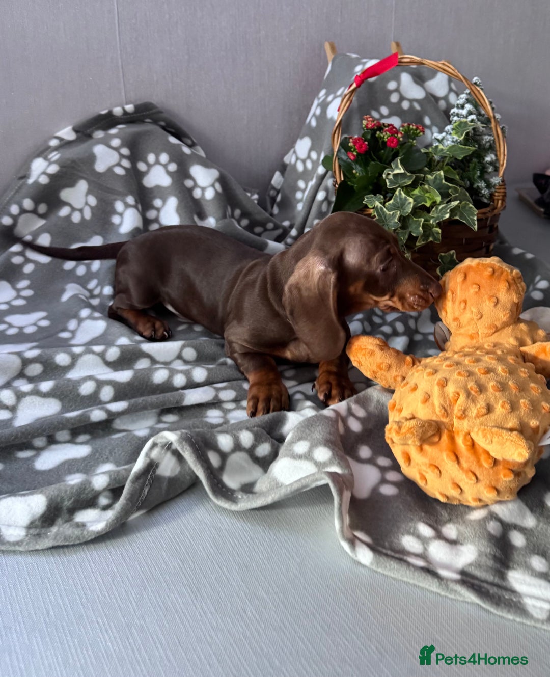 Dachshund dogs for sale:  KC Miniature Dachshund🐾Just 1Boy left 🐾 - Advert 14