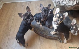 French Bulldog dogs for sale: FRENCH BULLDOG PUPPIES READY NOW!   🐾 - Image 7