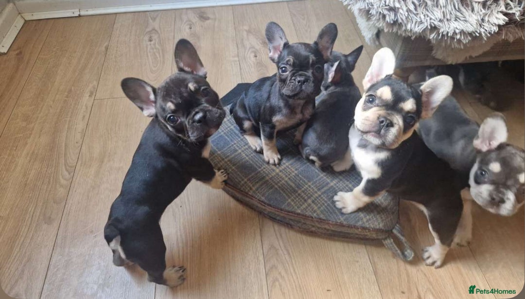 French Bulldog dogs for sale: FRENCH BULLDOG PUPPIES READY NOW!   🐾 - Image 7