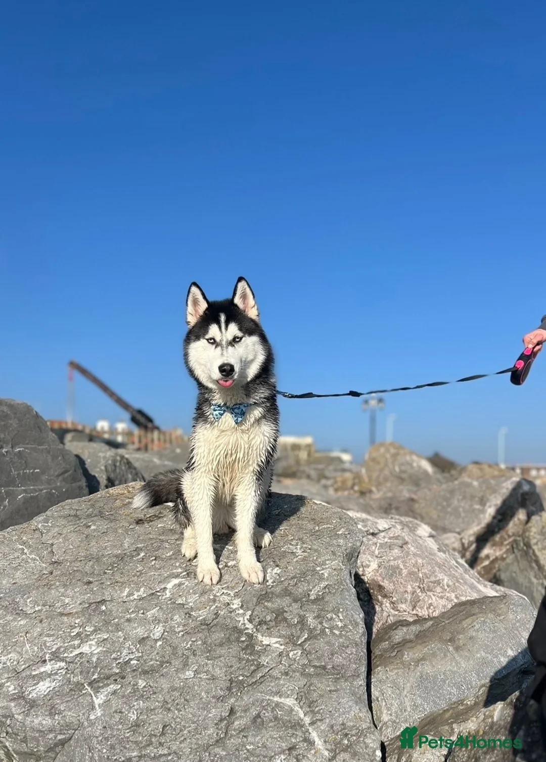 Siberian Husky dogs for sale: KC/Pedigree Siberian Husky Puppies due 7thJuly in Basingstoke - Advert 2